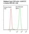 ST6 Beta-Galactoside Alpha-2,6-Sialyltransferase 1 antibody, LS-C134566, Lifespan Biosciences, Flow Cytometry image 
