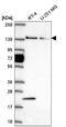 WD Repeat Domain 19 antibody, NBP2-58212, Novus Biologicals, Western Blot image 