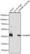 TAR DNA Binding Protein antibody, GTX32912, GeneTex, Immunoprecipitation image 