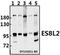 EPS8 Like 2 antibody, A11064-1, Boster Biological Technology, Western Blot image 