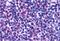 G Protein-Coupled Receptor 146 antibody, MBS244685, MyBioSource, Immunohistochemistry paraffin image 