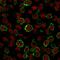 Sialophorin antibody, GTX34512, GeneTex, Immunofluorescence image 