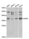 WD Repeat Domain 5 antibody, abx001642, Abbexa, Western Blot image 