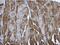 Pseudouridine Synthase 1 antibody, NBP1-32902, Novus Biologicals, Immunohistochemistry frozen image 