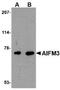 Apoptosis Inducing Factor Mitochondria Associated 3 antibody, NBP1-76378, Novus Biologicals, Western Blot image 