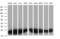 VHL Binding Protein 1 antibody, MA5-26012, Invitrogen Antibodies, Western Blot image 