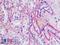 Collagen Type IV Alpha 1 Chain antibody, LS-B8763, Lifespan Biosciences, Immunohistochemistry frozen image 