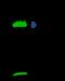 Galectin 1 antibody, GTX02348, GeneTex, Immunoprecipitation image 