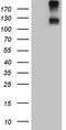 Interleukin 23 Receptor antibody, M00607, Boster Biological Technology, Western Blot image 