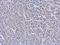 Cell Division Cycle 34 antibody, NB500-168, Novus Biologicals, Immunohistochemistry frozen image 
