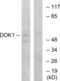 Docking Protein 1 antibody, LS-C118091, Lifespan Biosciences, Western Blot image 