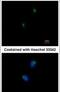 SLIT And NTRK Like Family Member 1 antibody, PA5-28646, Invitrogen Antibodies, Immunofluorescence image 