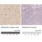 Rho GTPase Activating Protein 26 antibody, NBP1-89732, Novus Biologicals, Immunohistochemistry paraffin image 