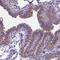 Intraflagellar Transport 140 antibody, NBP2-14116, Novus Biologicals, Immunohistochemistry paraffin image 