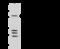 Ataxin 2 antibody, 107636-T32, Sino Biological, Western Blot image 