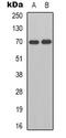 HGF Activator antibody, orb339038, Biorbyt, Western Blot image 