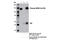 Minichromosome Maintenance Complex Component 2 antibody, 12958S, Cell Signaling Technology, Immunoprecipitation image 