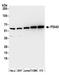 PDIA3 antibody, A305-258A, Bethyl Labs, Western Blot image 