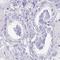 PHP2 antibody, HPA052293, Atlas Antibodies, Immunohistochemistry frozen image 