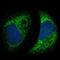 Metadherin antibody, NBP1-90328, Novus Biologicals, Immunofluorescence image 