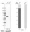 Apolipoprotein L1 antibody, HPA018885, Atlas Antibodies, Western Blot image 