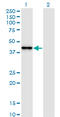 Small Nuclear RNA Activating Complex Polypeptide 2 antibody, LS-C198231, Lifespan Biosciences, Western Blot image 