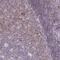 SLAM family member 6 antibody, PA5-62389, Invitrogen Antibodies, Immunohistochemistry frozen image 