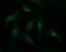 Synaptotagmin 4 antibody, NBP2-46045, Novus Biologicals, Immunofluorescence image 