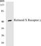 Retinoid X Receptor Gamma antibody, EKC1502, Boster Biological Technology, Western Blot image 