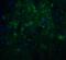 NCSTN antibody, 3985, ProSci, Immunofluorescence image 