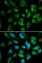 Killer Cell Immunoglobulin Like Receptor, Two Ig Domains And Long Cytoplasmic Tail 3 antibody, orb48428, Biorbyt, Immunofluorescence image 