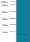 Signal Recognition Particle 19 antibody, LS-C317807, Lifespan Biosciences, Western Blot image 