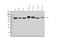 Peptidase Inhibitor 16 antibody, A09887-1, Boster Biological Technology, Western Blot image 