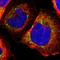 Thioredoxin, mitochondrial antibody, HPA000994, Atlas Antibodies, Immunofluorescence image 