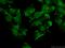 Transcription Factor AP-2 Epsilon antibody, 25829-1-AP, Proteintech Group, Immunofluorescence image 