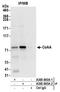 RNA Binding Motif Protein 14 antibody, A300-845A, Bethyl Labs, Immunoprecipitation image 