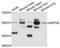 Signal Recognition Particle 54 antibody, LS-C333077, Lifespan Biosciences, Western Blot image 