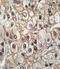 Cytochrome P450 2C9 antibody, abx033742, Abbexa, Western Blot image 