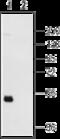 Purinergic Receptor P2Y12 antibody, GTX54796, GeneTex, Western Blot image 