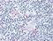 TOR antibody, NLS5188, Novus Biologicals, Immunohistochemistry frozen image 