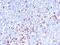 Ig kappa-b4 chain C region antibody, NBP2-45064, Novus Biologicals, Immunohistochemistry paraffin image 