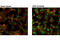 SMAD Family Member 3 antibody, 9513S, Cell Signaling Technology, Immunofluorescence image 