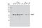 Cell Division Cycle 45 antibody, 11881S, Cell Signaling Technology, Western Blot image 