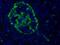 Glucagon antibody, NBP2-21803, Novus Biologicals, Immunofluorescence image 