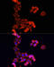 Cytochrome C, Somatic antibody, 14-986, ProSci, Immunofluorescence image 