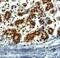 Tripartite Motif Containing 28 antibody, GTX89879, GeneTex, Immunohistochemistry paraffin image 