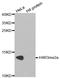 Kruppel Like Factor 17 antibody, orb314677, Biorbyt, Western Blot image 