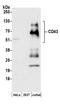 Leukosialin antibody, A304-393A, Bethyl Labs, Western Blot image 