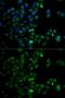 HtrA Serine Peptidase 2 antibody, GTX54154, GeneTex, Immunofluorescence image 