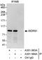 WD Repeat Domain 91 antibody, A301-563A, Bethyl Labs, Immunoprecipitation image 